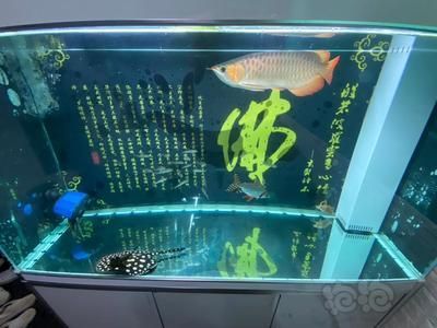 60的缸能養龍魚嗎（60厘米寬的魚缸能養龍魚嗎）