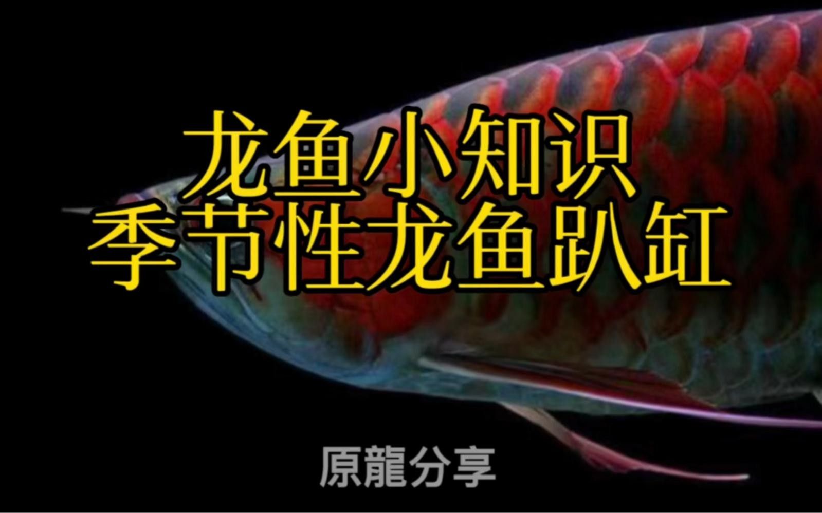 龍魚趴缸需要多長時間恢復？