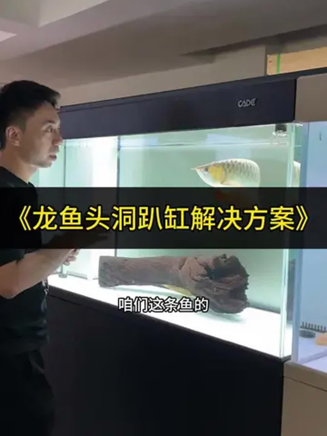 龍魚趴缸需要多長時間恢復？