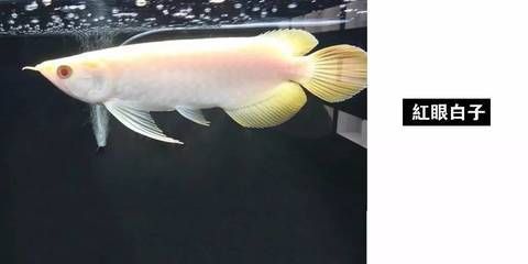 廣州龍魚批發市場地址在哪里啊電話（廣州龍魚批發市場）