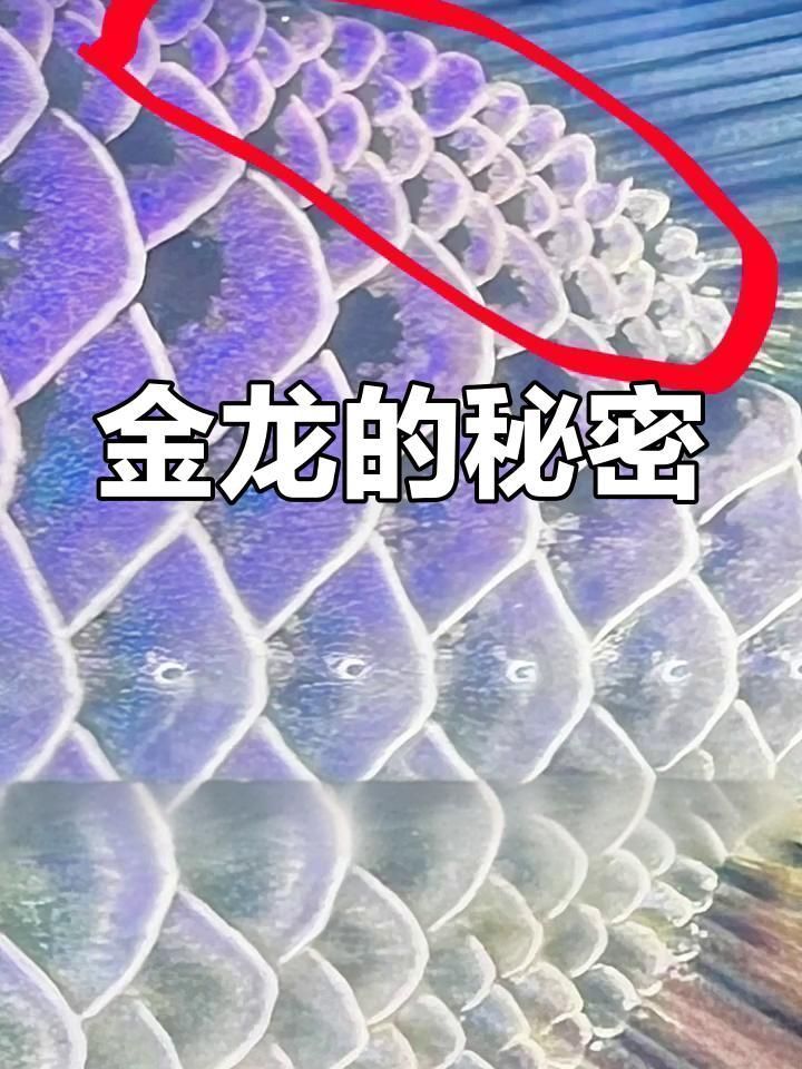 紅龍魚苗多少錢一只：紅龍魚苗多少錢一只紅龍魚苗多少錢一只 紅龍魚苗多少錢一只：紅龍魚苗多少錢一只紅龍魚苗多少錢一只 龍魚百科 第4張