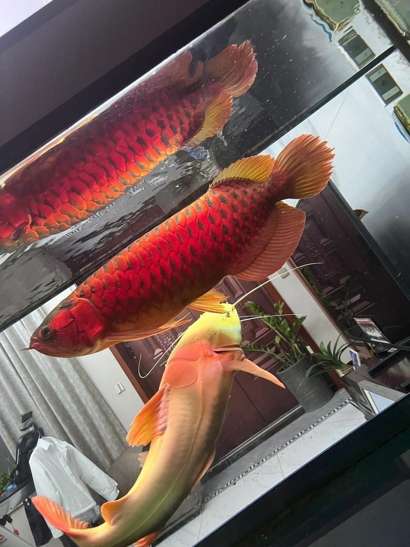 金龍魚美術教案：如何教授幼兒畫金龍魚,金龍魚美術教案
