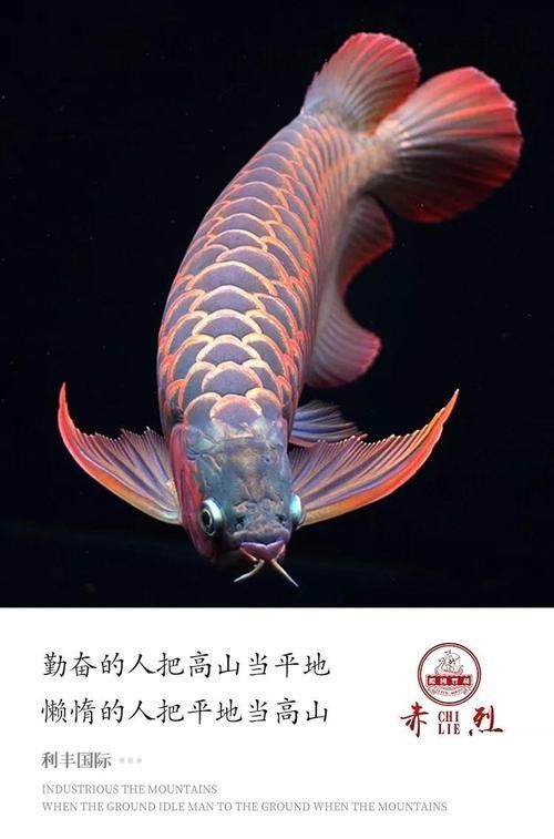 金龍魚美術教案：如何教授幼兒畫金龍魚,金龍魚美術教案
