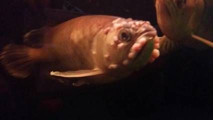 龍魚腦袋上起疙瘩：龍魚腦袋上起疙瘩可能是由多種原因引起的，請注意處理