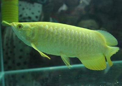 龍魚鱗片發黑：龍魚鱗片發黑怎么辦