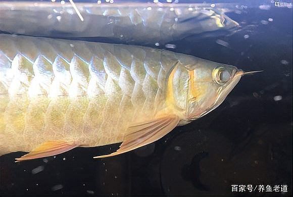 雷龍魚蒙眼能自愈嗎？ 雷龍魚蒙眼能自愈嗎？ 龍魚百科 第3張