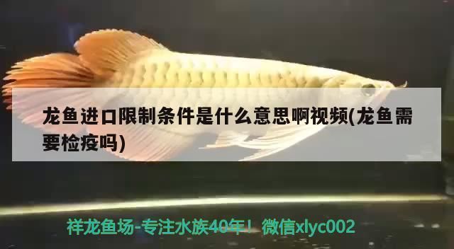 龍魚禁止出口什么意思：龍魚的出口并不是完全禁止的，而是存在一定的限制