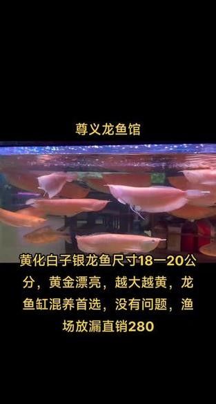 銀龍魚(yú)缸尺寸圖片