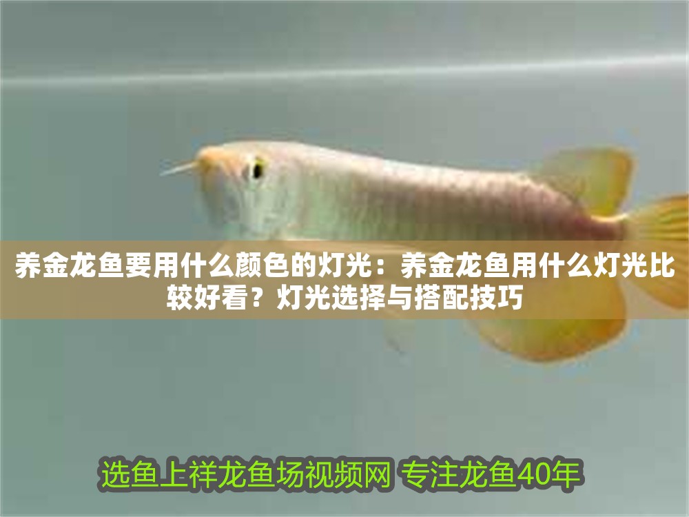 養金龍魚要用什么顏色的燈光：養金龍魚用什么燈光比較好看？燈光選擇與搭配技巧