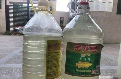 金龍魚放多少鹽最合適：金龍魚放多少鹽合適