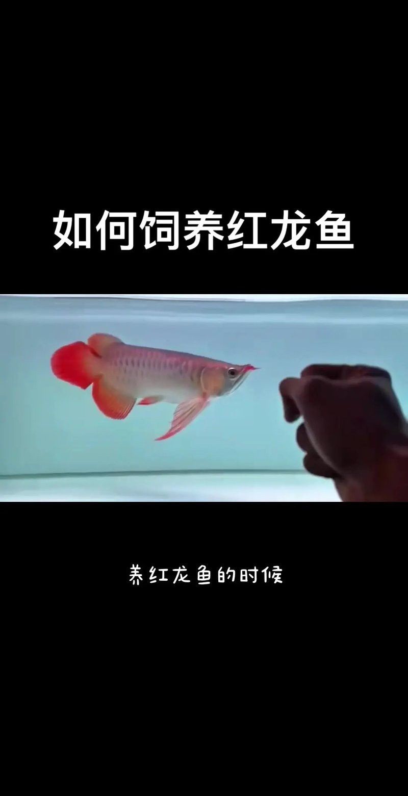 觀賞魚紅龍魚怎么養