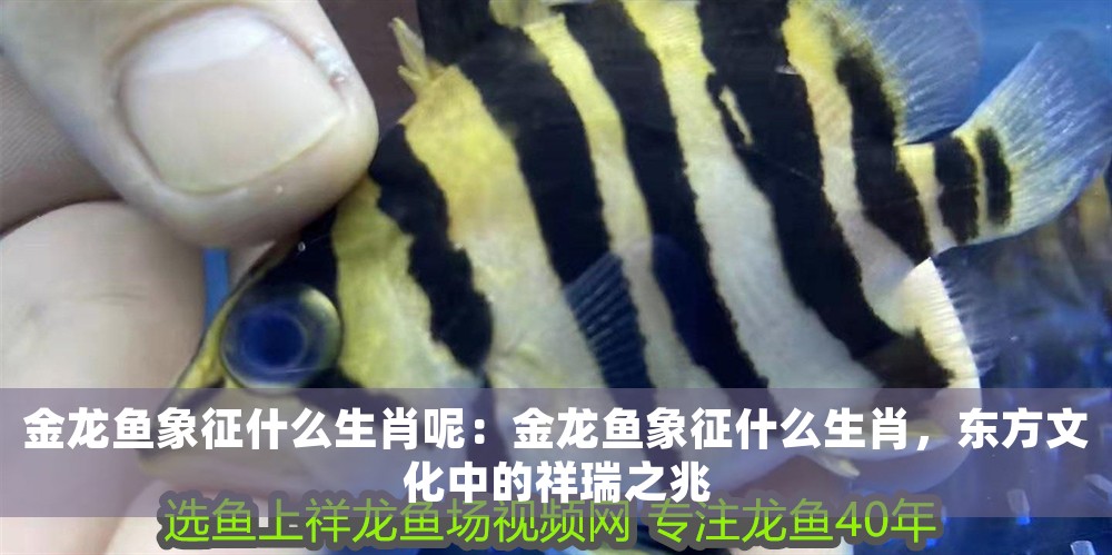 金龍魚象征什么生肖呢：金龍魚象征什么生肖，東方文化中的祥瑞之兆