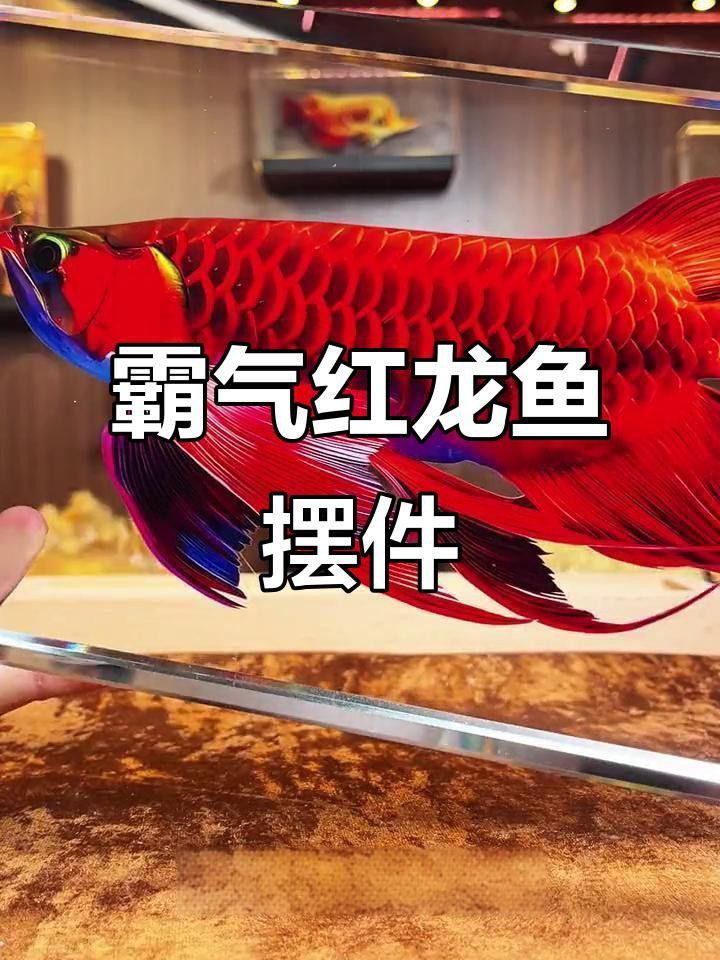 紅龍主題家居裝飾需要哪些裝飾品？ 紅龍主題家居裝飾需要哪些裝飾品？ 龍魚百科 第2張