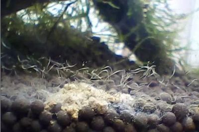 龍魚身上有白色線蟲：龍魚身上出現白色線蟲可能是寄生蟲或疾病引起的，如何預防