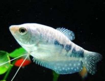 龍魚身上有白色線蟲：龍魚身上出現白色線蟲可能是寄生蟲或疾病引起的，如何預防