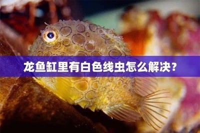 龍魚身上有白色線蟲：龍魚身上出現白色線蟲可能是寄生蟲或疾病引起的，如何預防