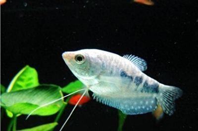 龍魚身上有白色線蟲：龍魚身上出現白色線蟲可能是寄生蟲或疾病引起的，如何預防