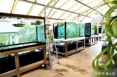 七彩和龍魚混養會怎么樣：七彩和龍魚混養會怎樣