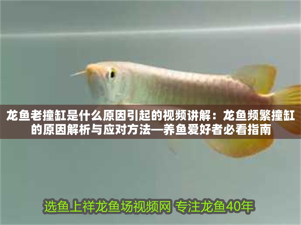 龍魚老撞缸是什么原因引起的視頻講解：龍魚頻繁撞缸的原因解析與應對方法—養魚愛好者必看指南