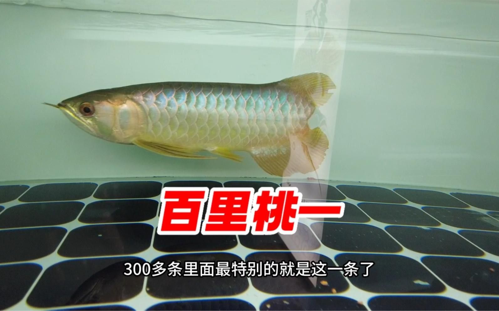 如何挑選高品質的古典金龍？