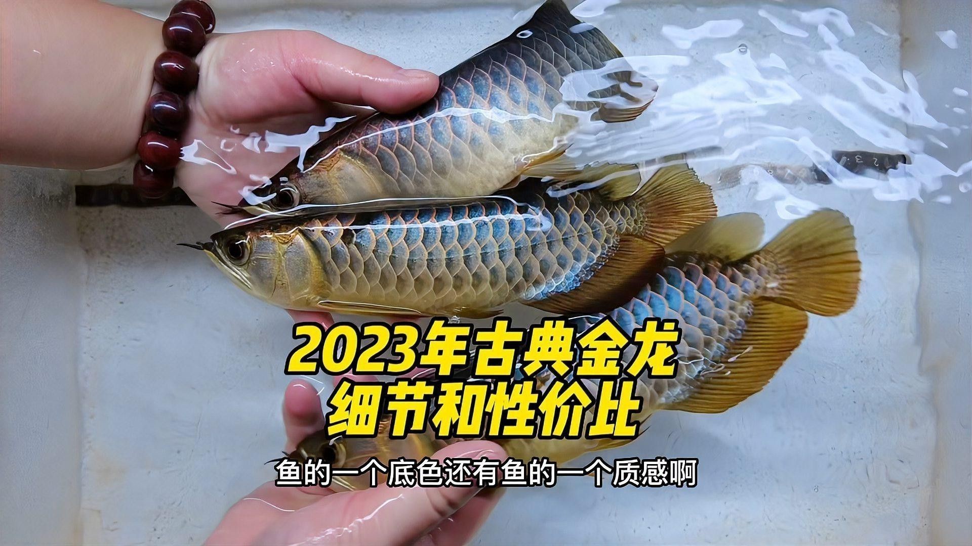 如何挑選高品質的古典金龍？