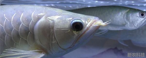 銀龍魚市場價格波動原因：銀龍魚市場價格的波動受到多種因素影響