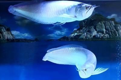 銀龍魚市場價格波動原因：銀龍魚市場價格的波動受到多種因素影響