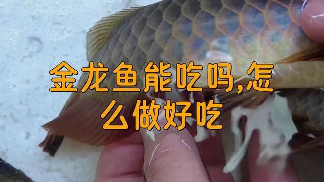 可以吃的金龍魚圖片