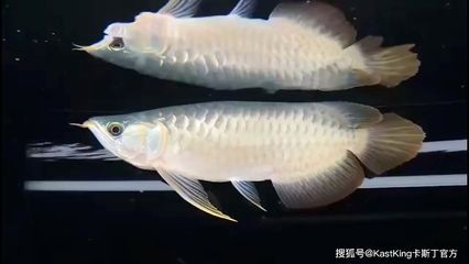 龍魚最大能長多長：龍魚的最大體長因品種和飼養條件的差異