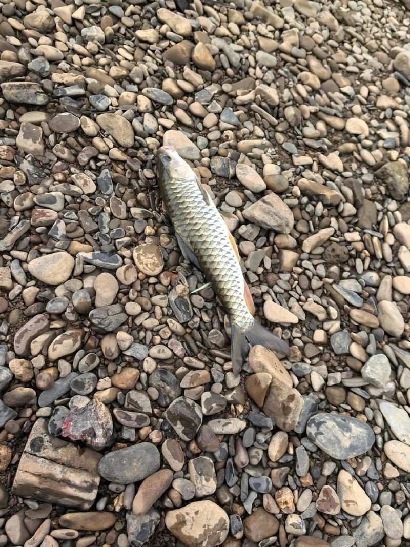 軍魚圖片及價格