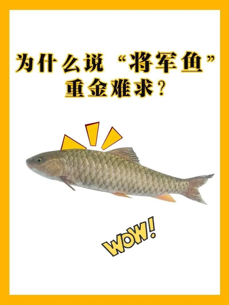 軍魚圖片及價(jià)格