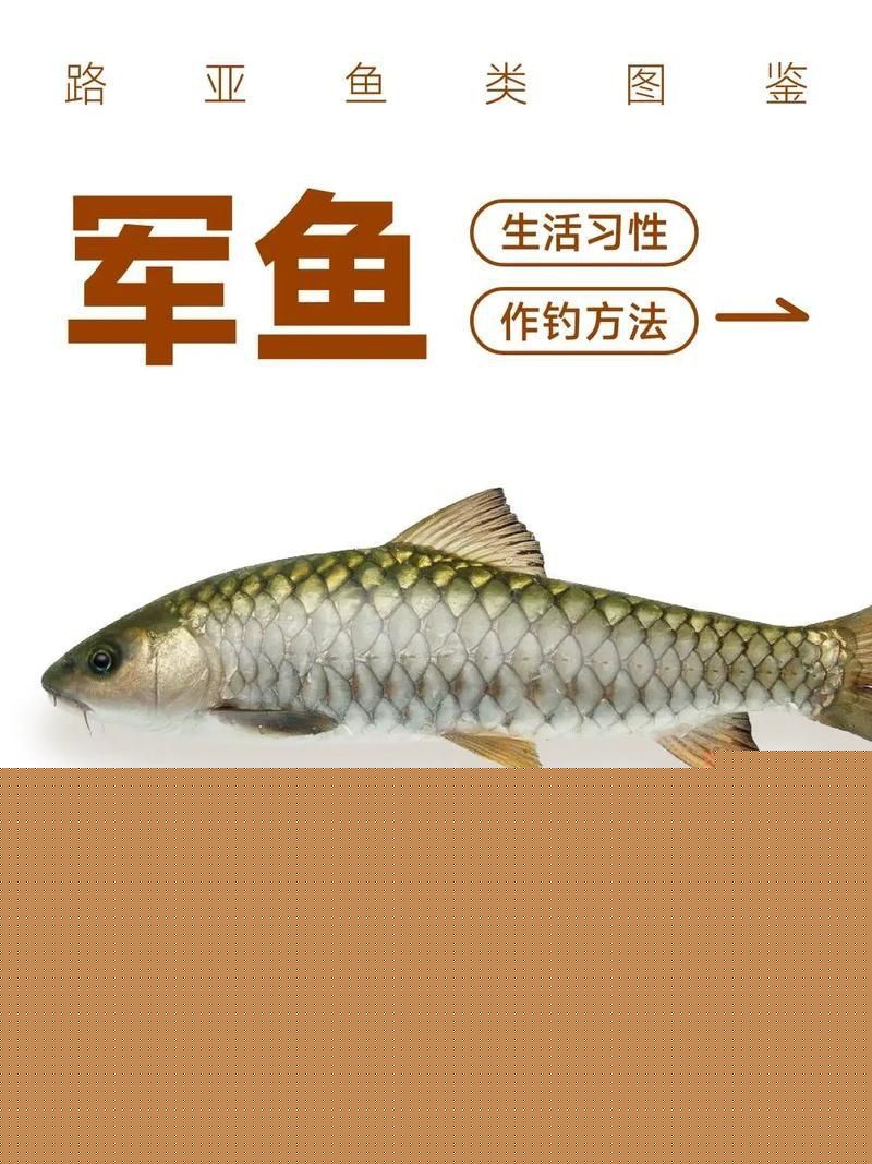 軍魚圖片及價(jià)格