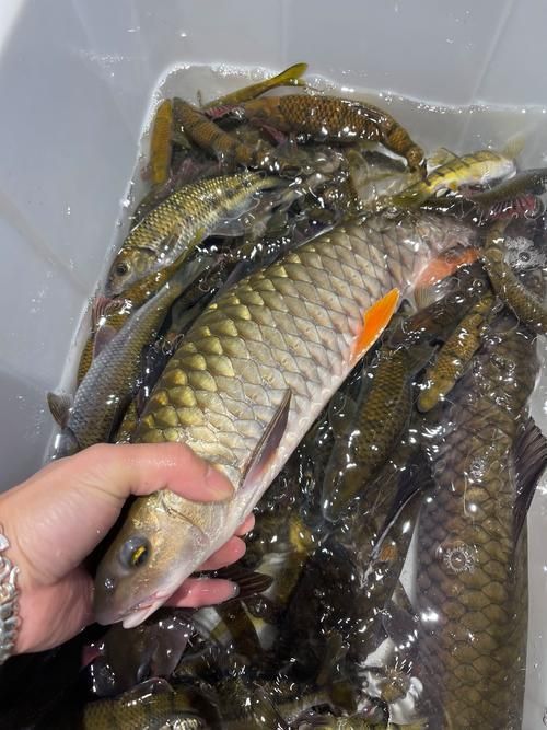 軍魚圖片及價格