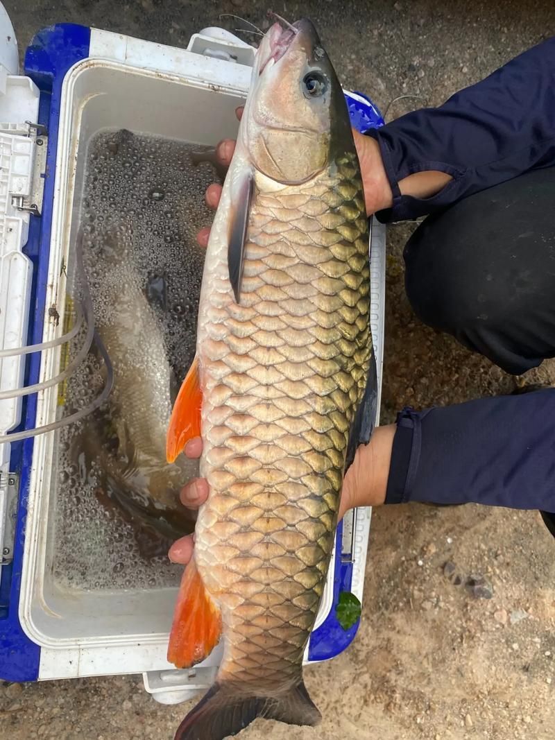 軍魚圖片及價格