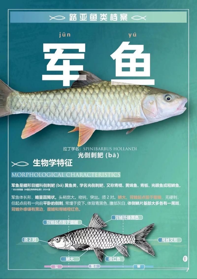 軍魚圖片及價格