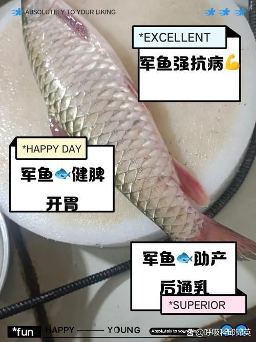 軍魚圖片及價格