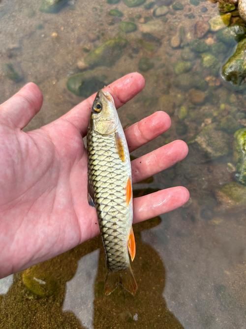 軍魚圖片及價格