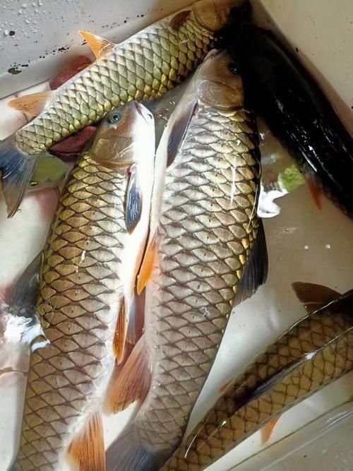 軍魚圖片及價格