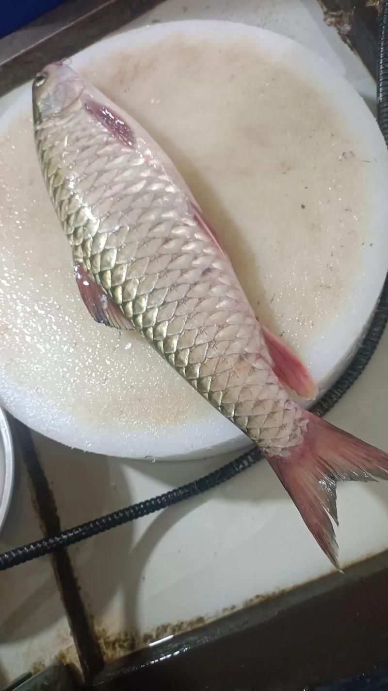 軍魚圖片及價格