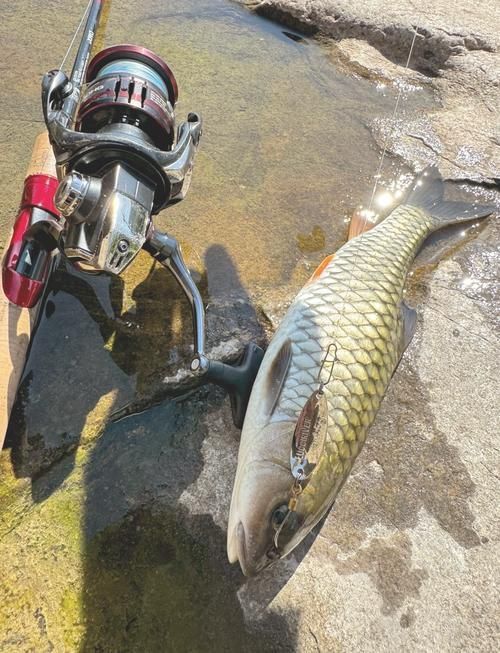 軍魚圖片及價格