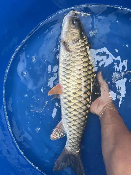 軍魚圖片及價格