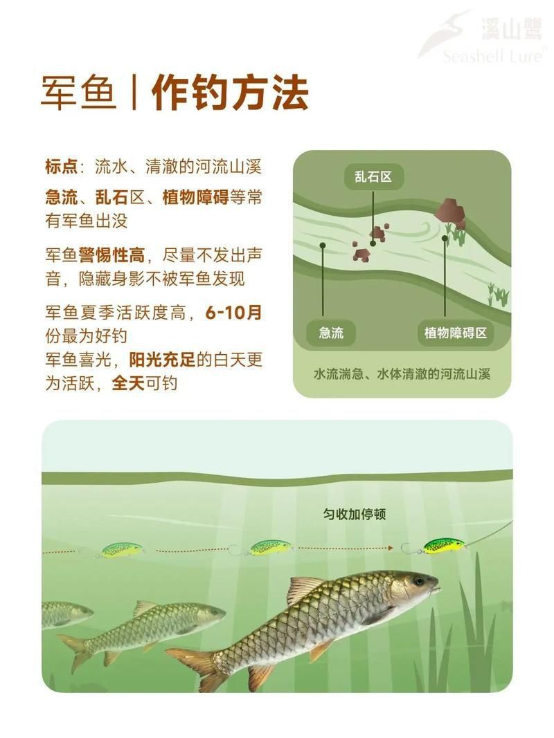 軍魚圖片及價格
