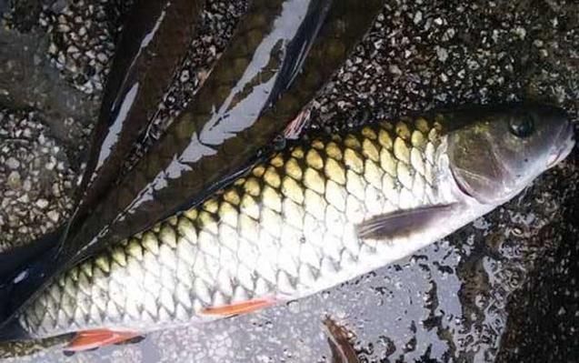軍魚圖片及價格