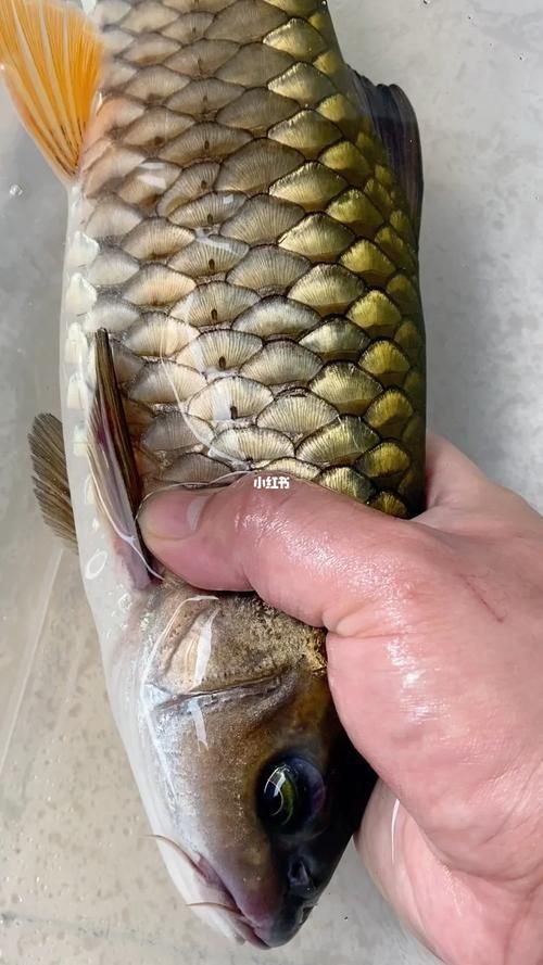 軍魚圖片及價格