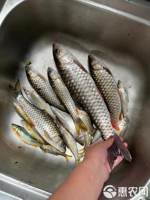 軍魚圖片及價格