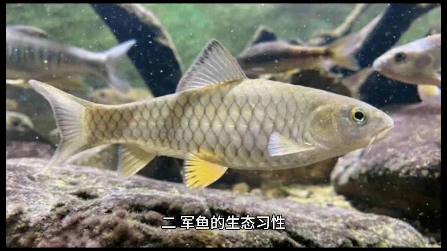 軍魚圖片及價格