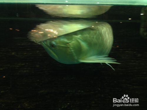 龍魚飼養技巧圖解（龍魚繁殖成功案例分享,龍魚日常護理注意事項）