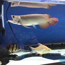 龍魚和飛鳳魚犯沖突嗎
