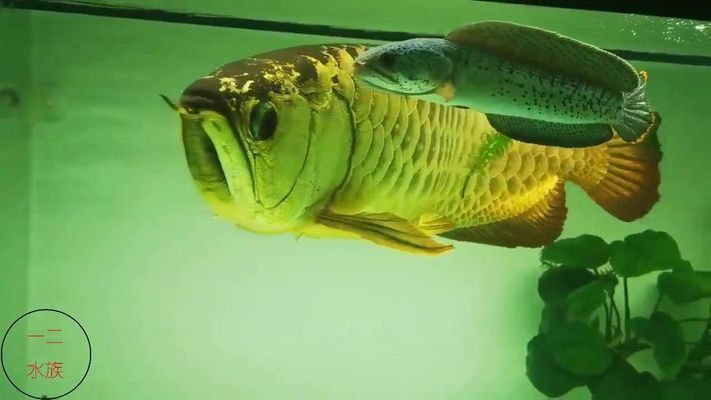 金龍魚與雷龍魚混養可以嗎（金龍魚和雷龍魚可以混養嗎） 金龍魚與雷龍魚混養可以嗎（金龍魚和雷龍魚可以混養嗎） 龍魚百科 第3張