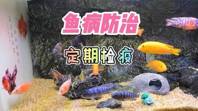 如何預防魚類的常見病？ 如何預防魚類的常見??？ 龍魚百科 第7張